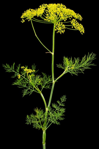 Photo umbrella flower of dill used in kitchen cooking to flavor isolated on black background