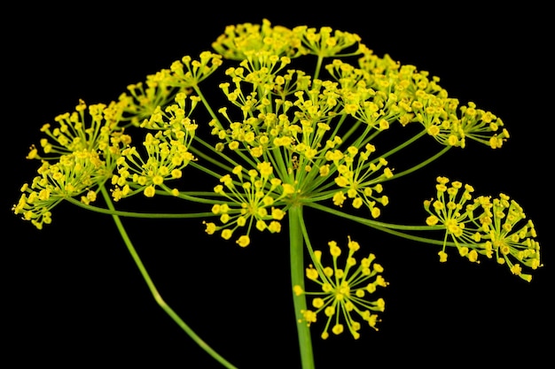 Umbrella flower of Dill used in kitchen cooking to flavor isolated on black background