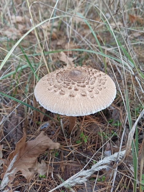 우산 버섯은 숲 Macrolepiota procera 선택적 초점에서 자랍니다.