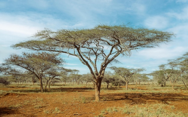 우산 가시 나무 Vachellia tortilis는 남아프리카 공화국의 KwaZulu-Natal 지방의 Zululand 북부의 uMkhuze Game Reserve에서 자라고 있습니다.