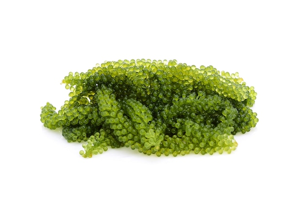 Umi-budou, grapes seaweed or green caviar isolated on white