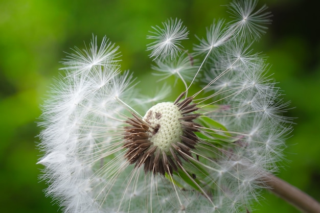 ummer dandelion in nature