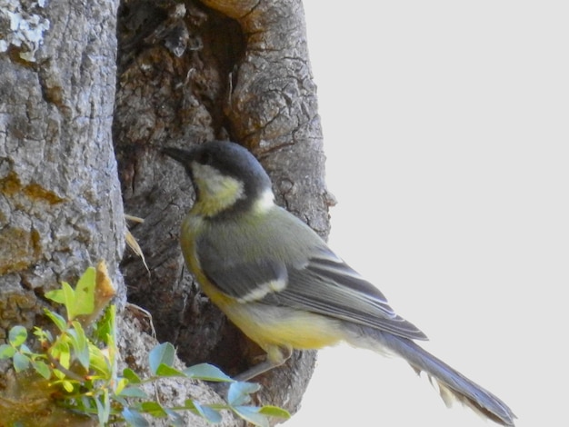 Un pajaro carbonero