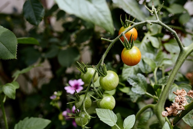 Photo un-ripened cherry tomatoes on a vine in a backyard garden solanum lycopersicum var cerasiforme