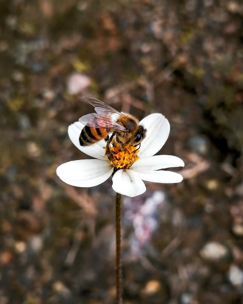 Una flor blanca con una abeja en ella