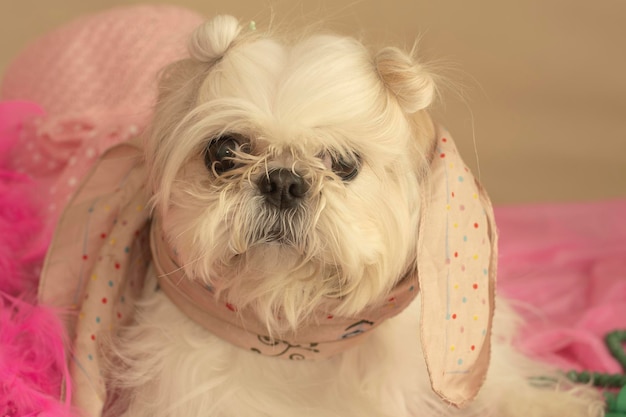 una perrita con accesorios color rosa