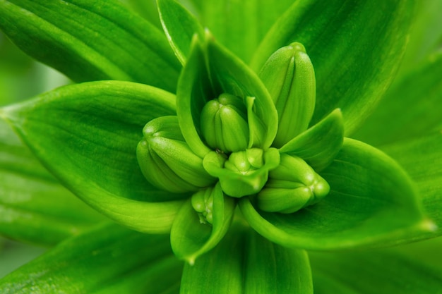 写真 リリーの花の未吹きの緑の芽