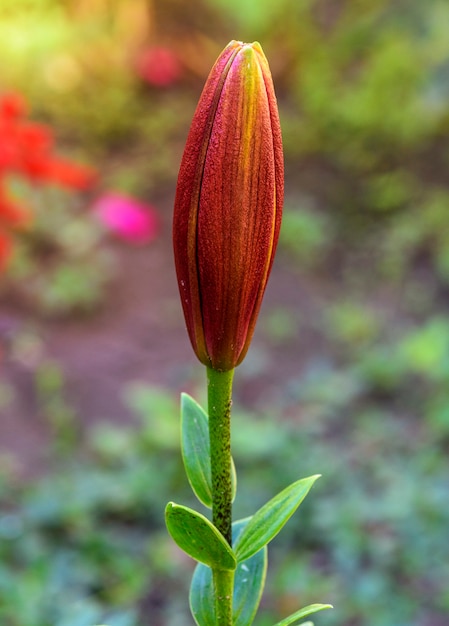 Unblown lily bud on a summer day, close up