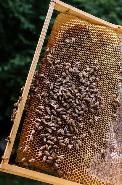 Uncapping honey from a filled frame.