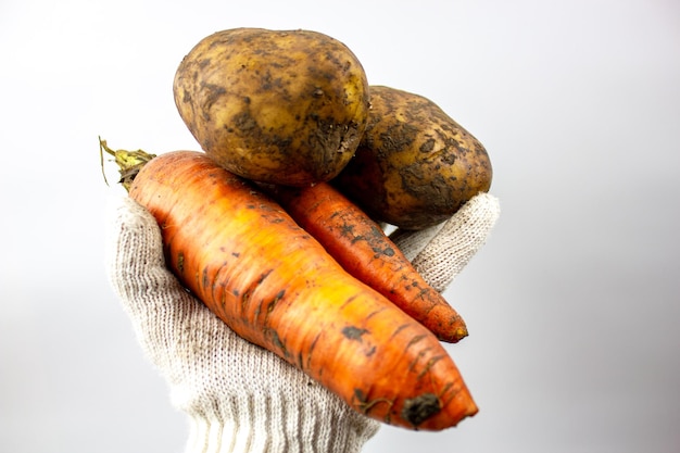 Uncooked carrots and potatoes Farmer hand in a glove holds freshly picked vegetables from the garden isolated white backgroundHarvesting concept