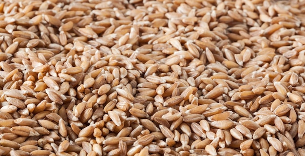 Uncooked spelt grains background