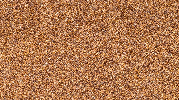 Uncooked wholegrain teff seeds close up