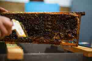 Photo uncovering the honeycombs with the scraper by hand honey harvest