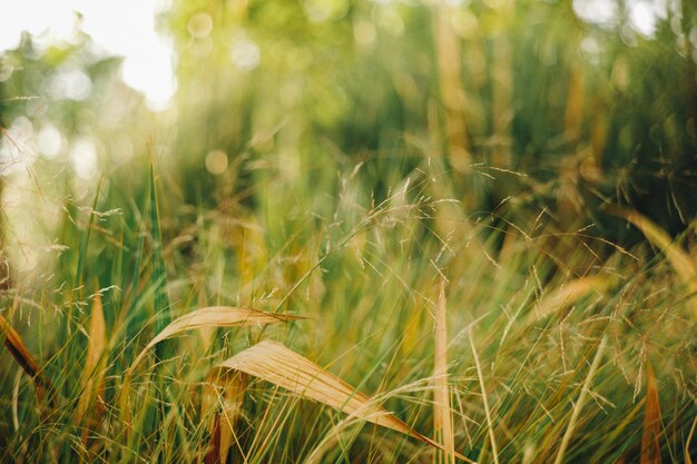 Uncultivated plants in field