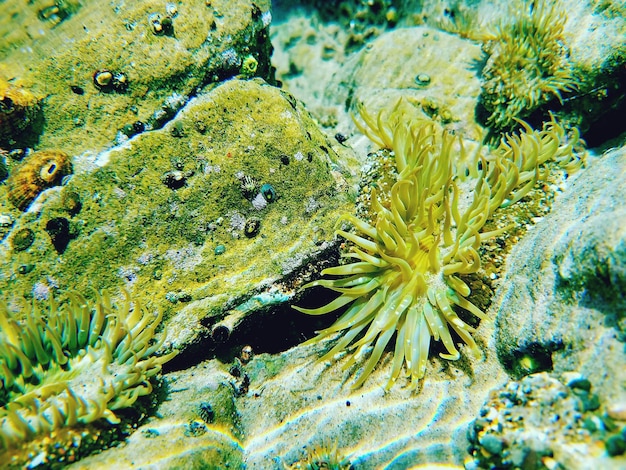 写真 海の下で