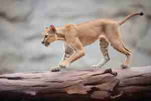 Photo underbelly shot of puma on a rock