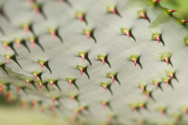 写真 赤いとげのある多肉植物の葉の下側