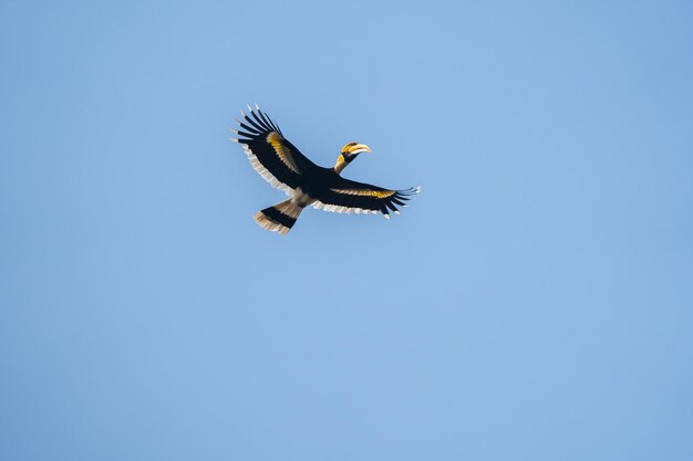 An underside view of a great hornbill in flight in the chitwan national park in nepal
