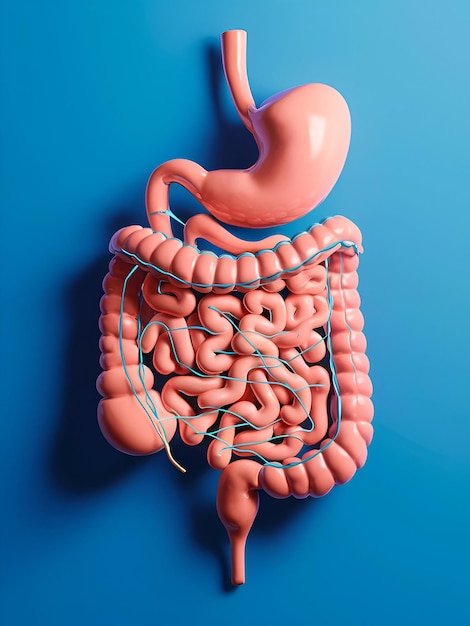 understanding human digestive system anatomy a comprehensive guide with blue background