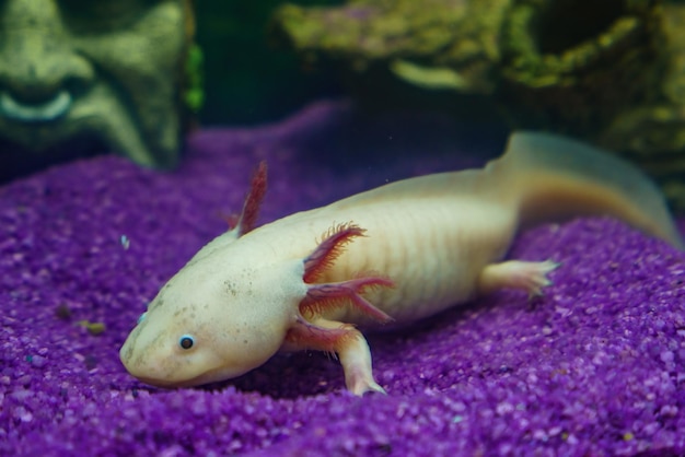 メキシコの歩行魚 Ambystoma mexicanum 水族館で水中アホロートルの肖像画をクローズ アップ