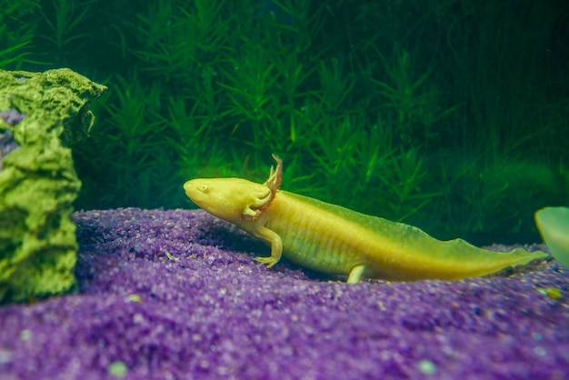 メキシコの歩行魚 Ambystoma mexicanum 水族館で水中アホロートルの肖像画をクローズ アップ