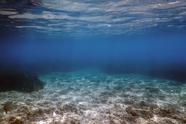 Underwater background with seaweed