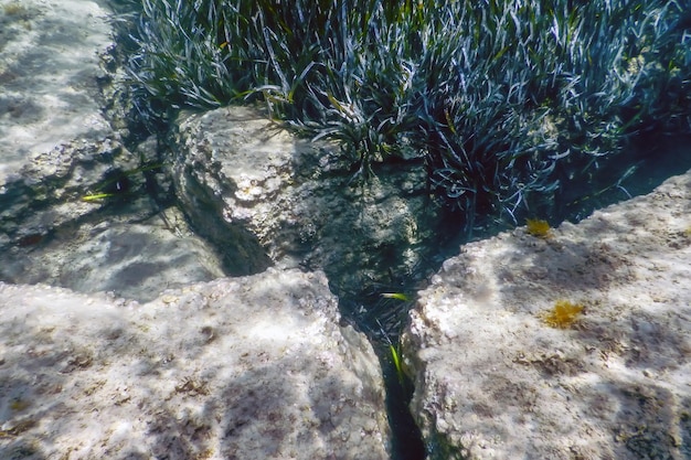 Underwater background with seaweed