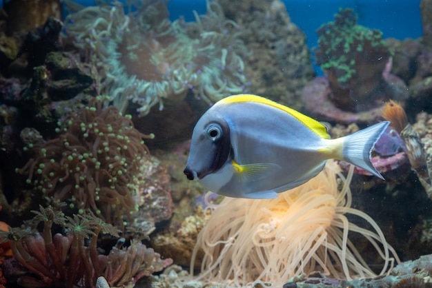 魚や珊瑚礁の水中の美しさ