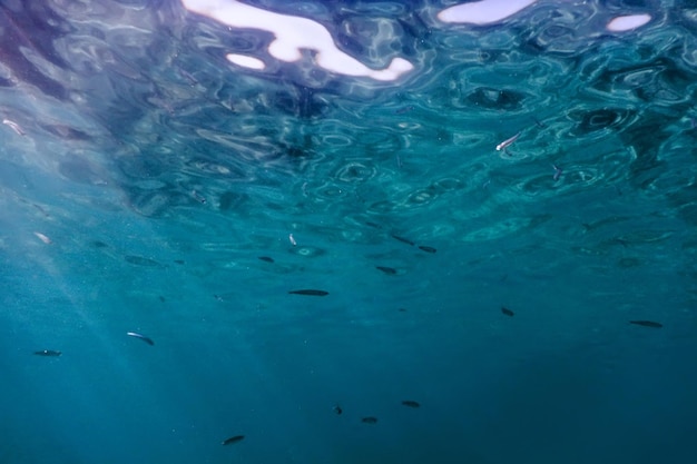 Underwater blue background water surface and fishes