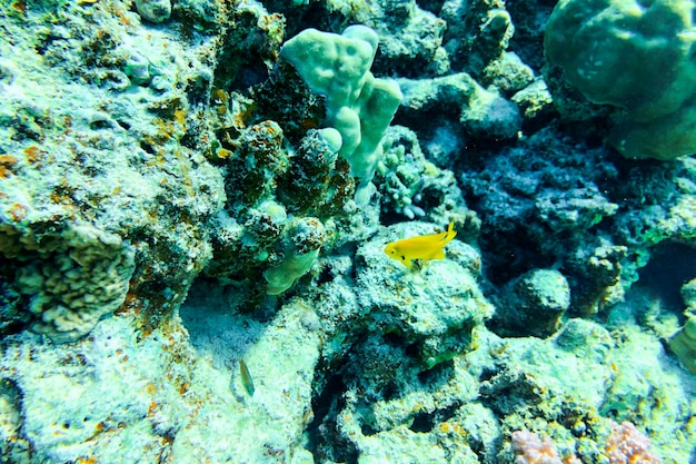 A Underwater cave in fantasy underwater world