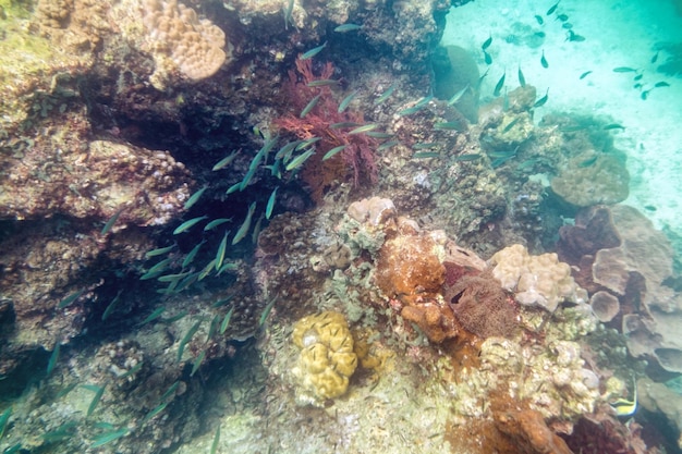 Underwater colorful coral reef fish crowd