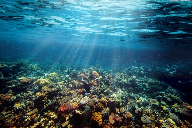 A Underwater coral reef on the red sea