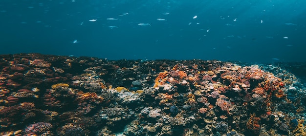 Underwater coral reef on the red sea