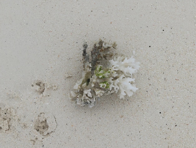 underwater coral on white sand on the beach