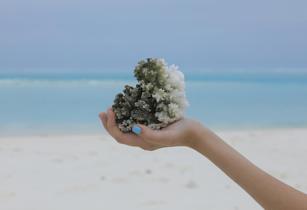 underwater coral on white sand on the beach