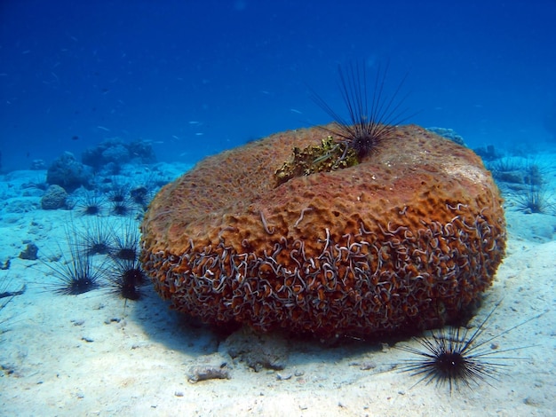 underwater environment