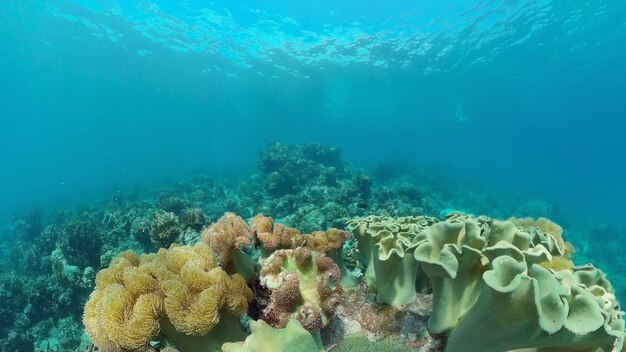 Underwater fish reef marine tropical colourful underwater seascape philippines