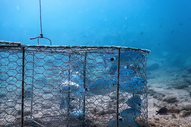 Underwater fish trap, fishes inside trap, fish hunt