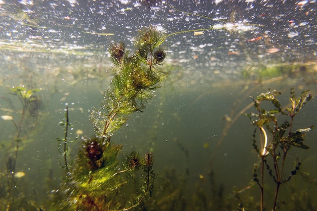 写真 水中植物。水中植物の川、湖、池。