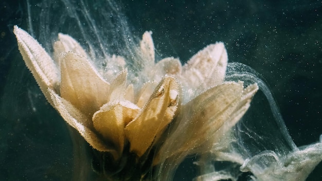 Underwater flower water paint splash yellow petals