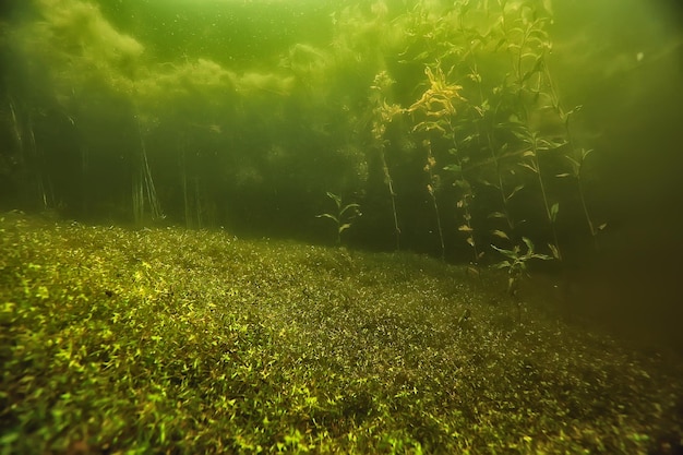 Underwater freshwater green landscape / underwater landscape of\
the lake ecosystem, algae, green water, fresh water