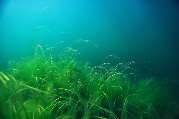 Photo underwater green landscape / nature underwater eco ecology lake, wild diving