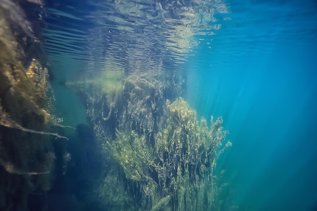 underwater green landscape / nature underwater eco ecology lake, wild diving