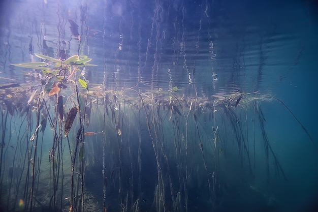 Paesaggio verde subacqueo / natura ecologia subacquea lago, immersioni selvagge