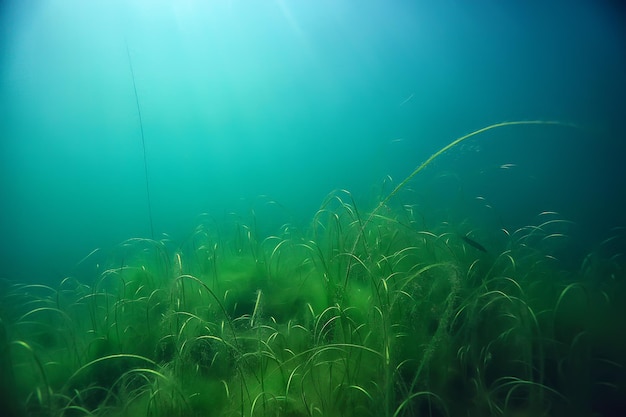 underwater green landscape / nature underwater eco ecology lake, wild diving