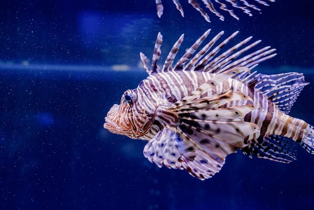 海の魚の水中画像