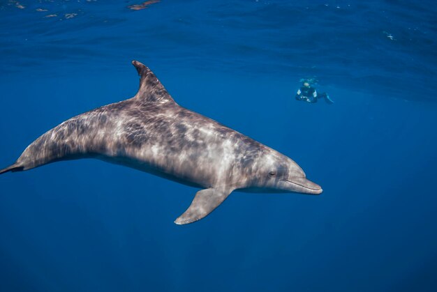 Foto immagine sottomarina di un delfino naso bottiglia dell'indo-pacifico con uno snorkeler sullo sfondo