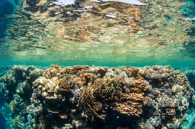 Paesaggio sottomarino. vita marina sotto la superficie del mare, vita marina colorata, scena naturale. barriera corallina e pesci tropicali. fondale del mar rosso. diversità biologica e conservazione dell'ambiente.