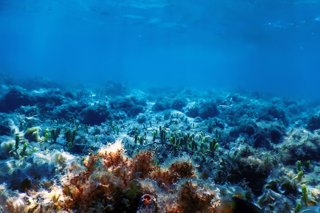 Underwater landscape reef with algae, Blue underwater background