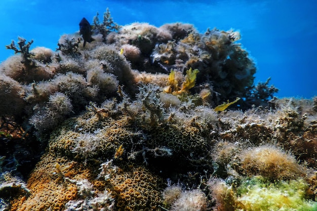 Подводный пейзаж риф с водорослями, синий подводный фон